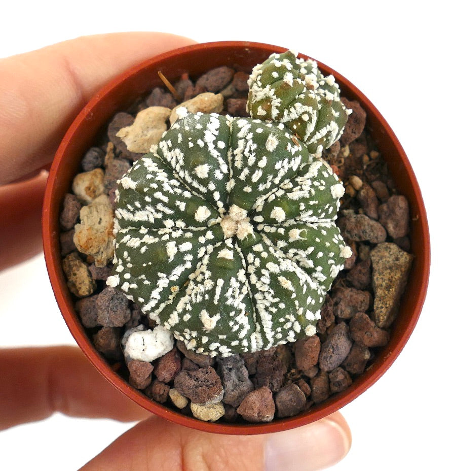 Astrophytum cv HANAZONO x SUPERKABUTO 7ZF