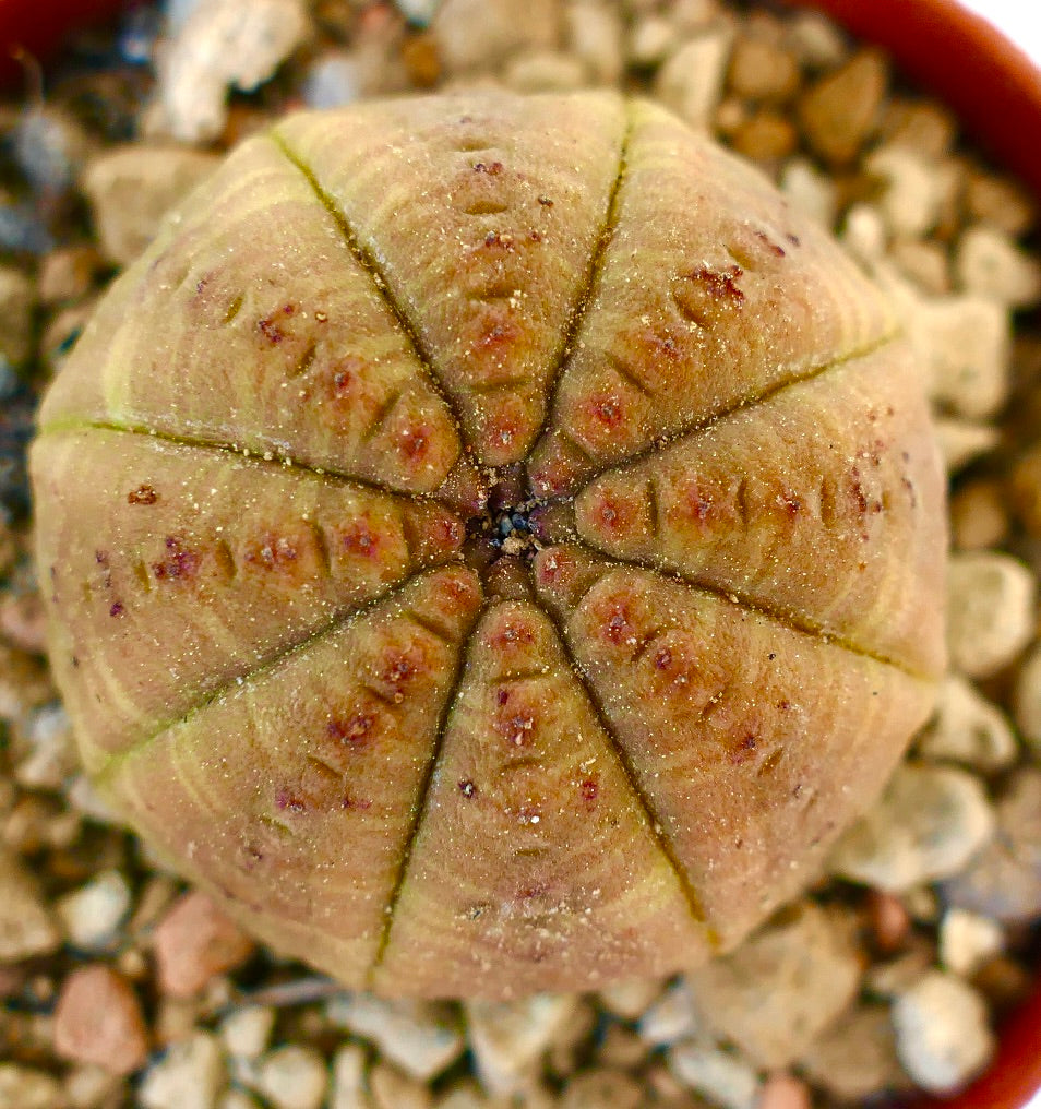 Euphorbia obesa ORANGE BODY NA3