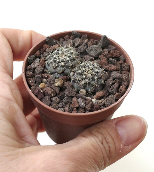 Copiapoa serpentisulcata (2 seedlings) SPU14