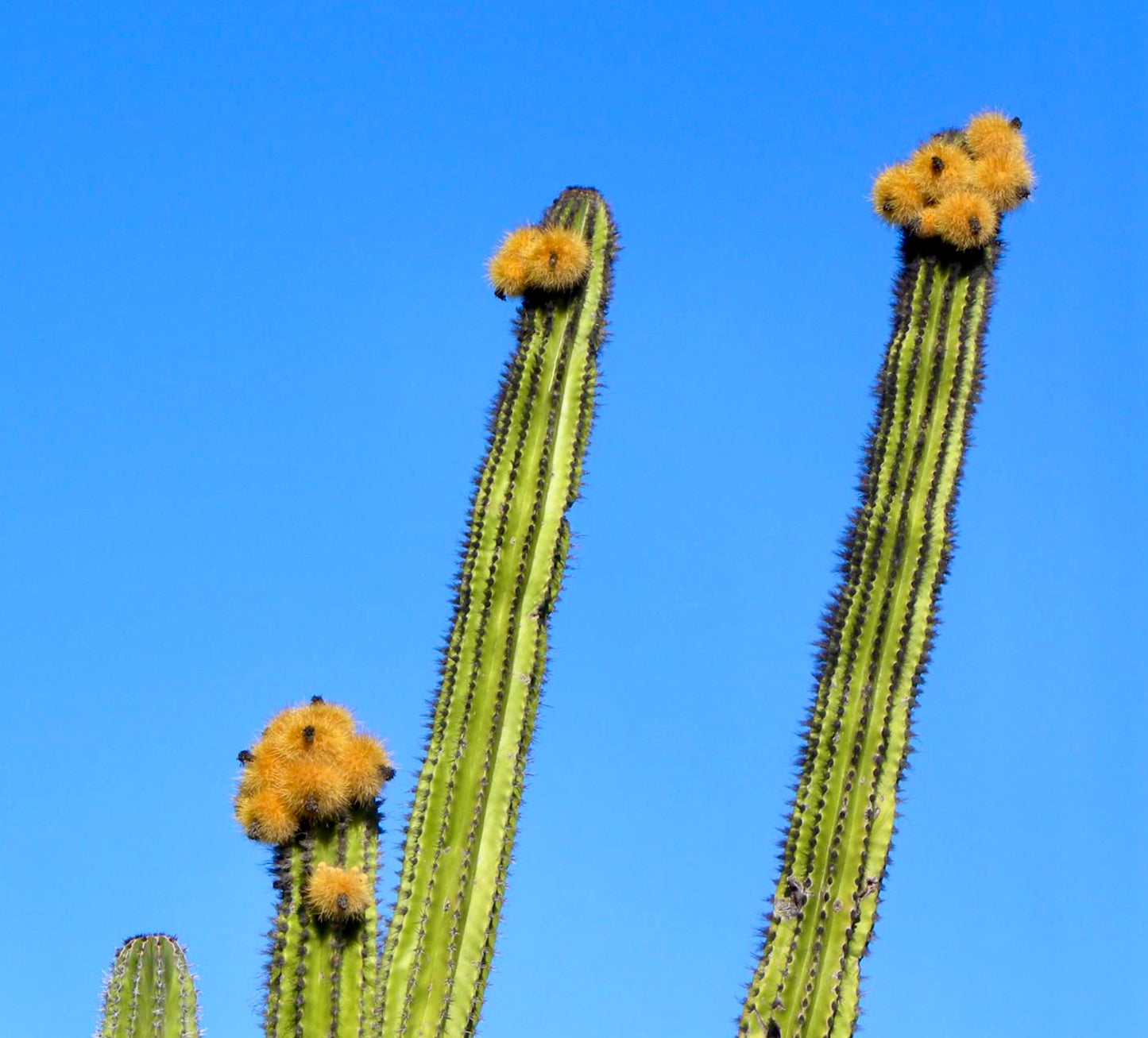 Pachycereus pecten-aboriginum (BAJA CALIFORNIA) SEEDS