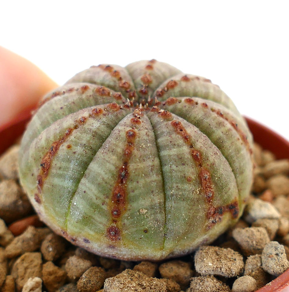 Euphorbia obesa BROWN LINES 7ZF