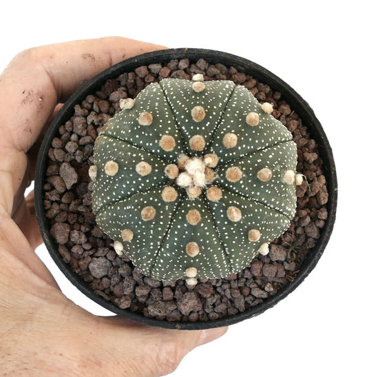 Astrophytum asterias subsp. tamaulipensis 24R