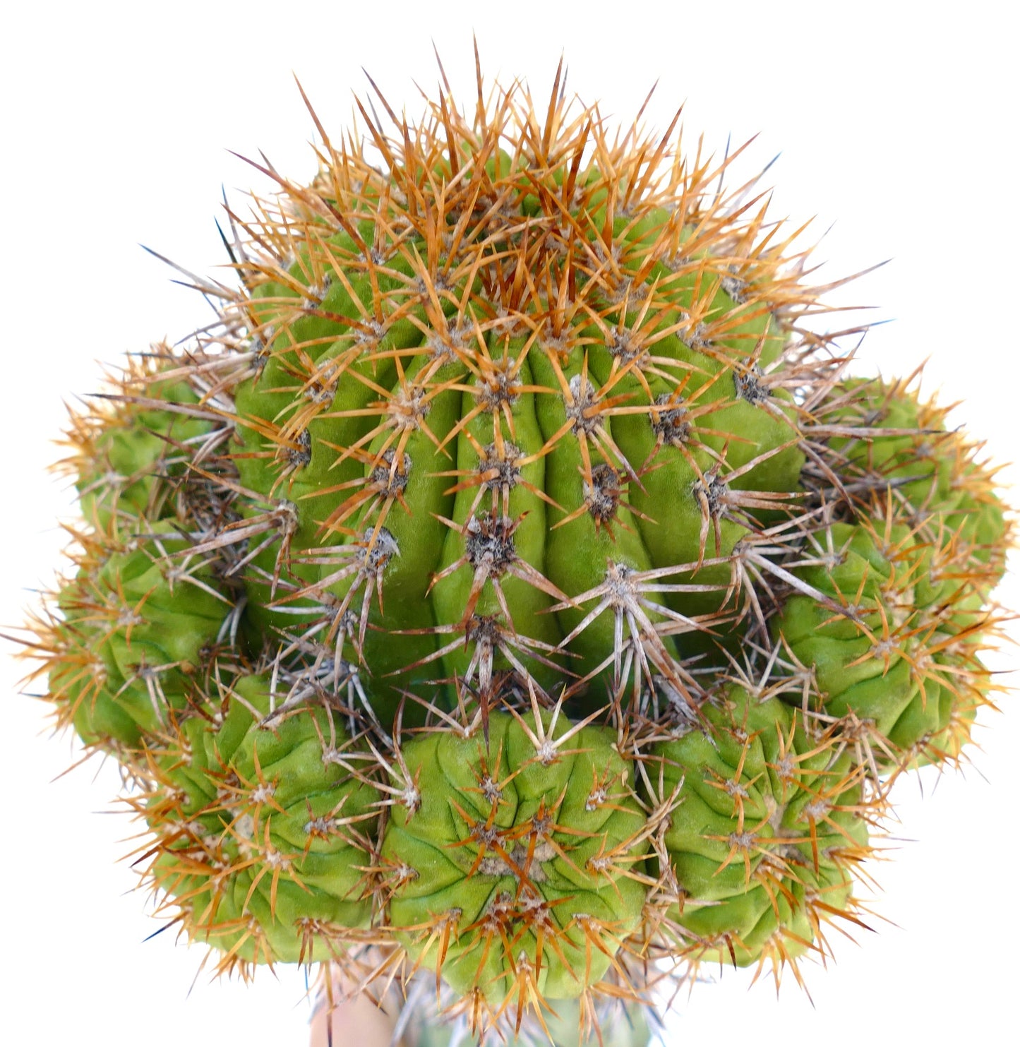 Copiapoa goldii (GRAFTED)