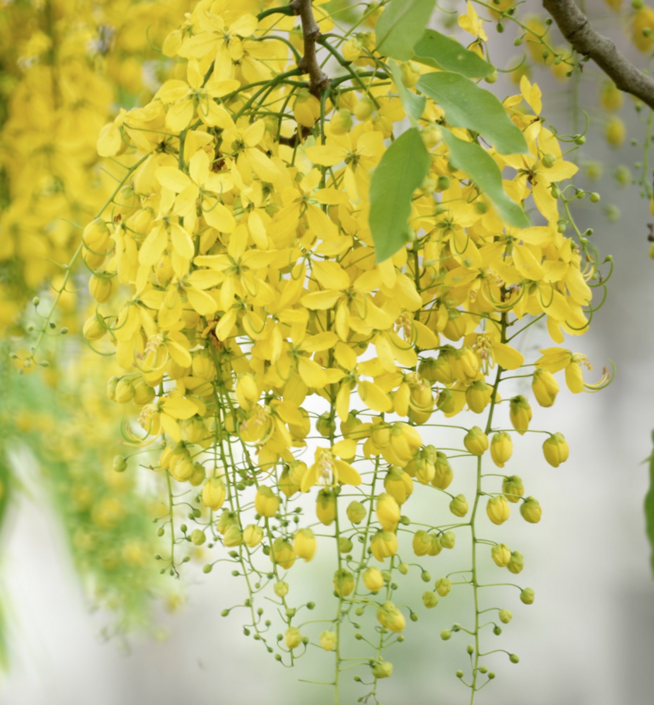 Cassia fistula SEEDS