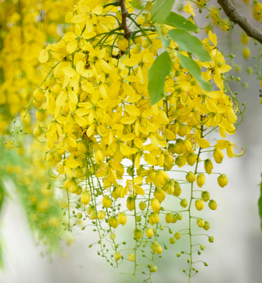 Cassia fistula SEEDS