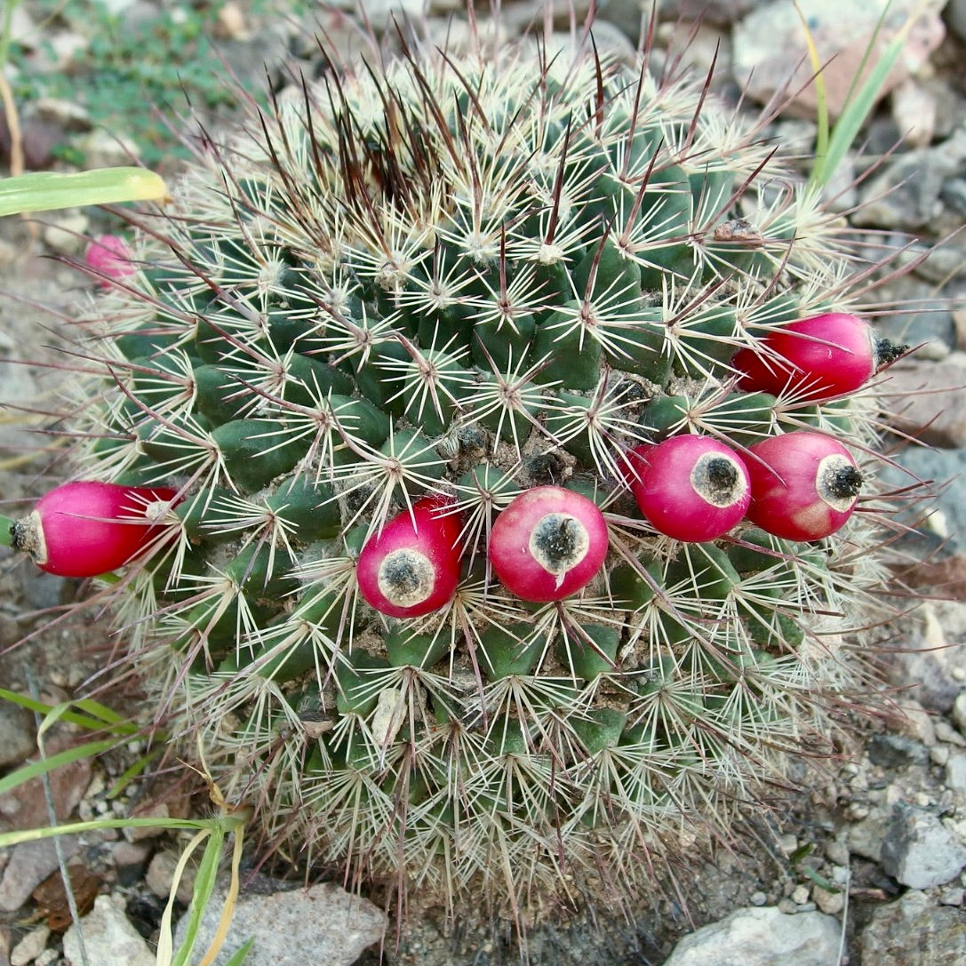 Mammillaria johnstonii SEMI