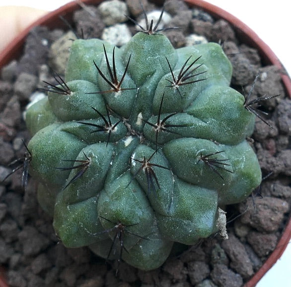 Copiapoa cinerea KIKKO GREEN X Copiapoa hypogaea SG4