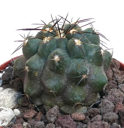 Copiapoa cinerea x atacamensis MRN65