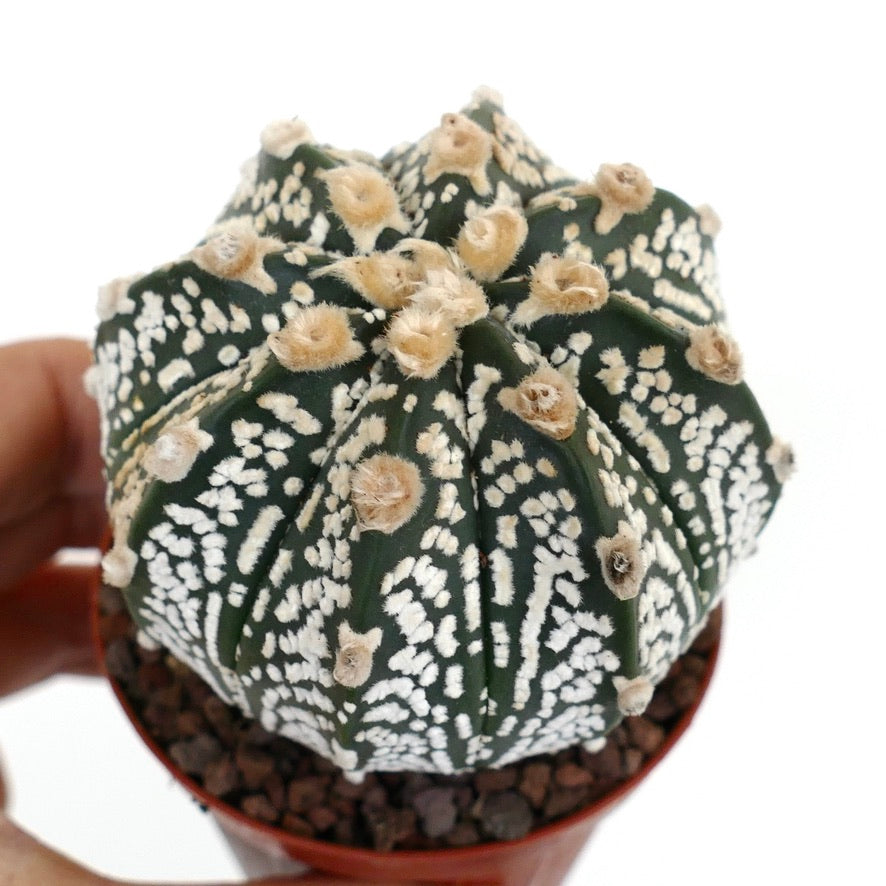 Astrophytum cv ONZUKA x SUPERKABUTO WA8