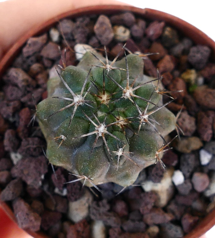 Copiapoa dura 13533