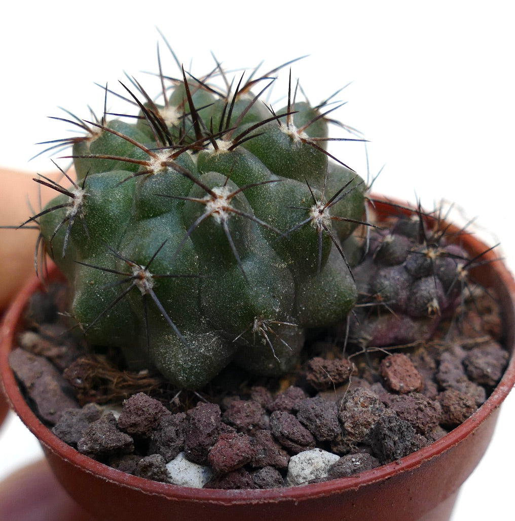 Copiapoa cinerea x atacamensis (2 seeldings) SAB22