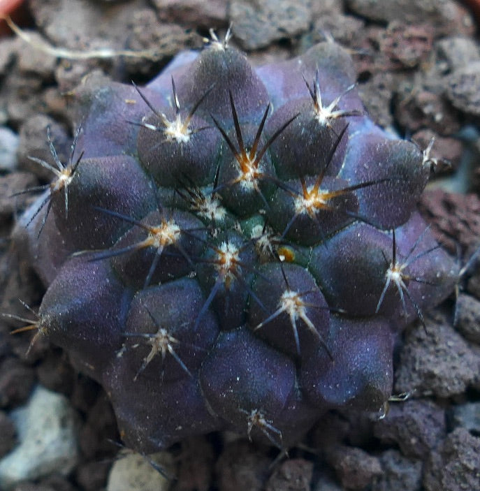 Copiapoa griseoviolacea WE309