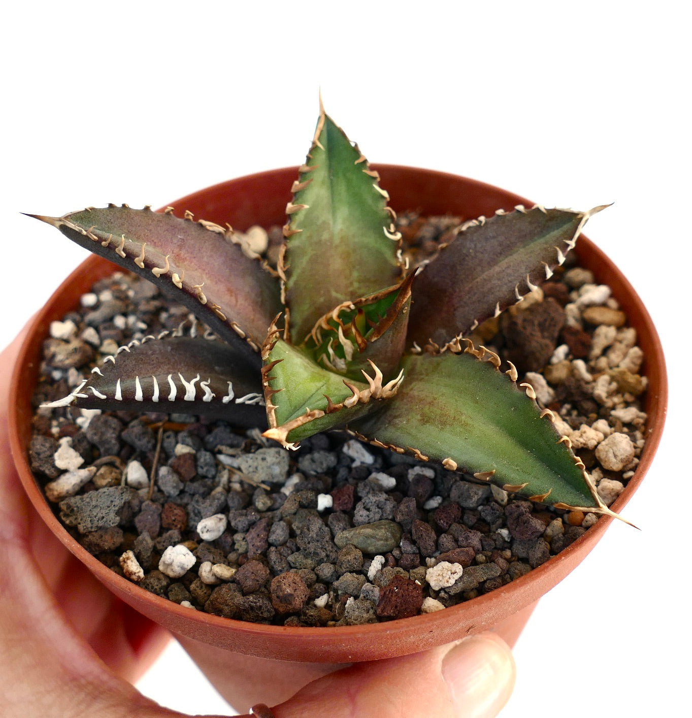 Agave titanota cv SHARK SHOUI Z1Z