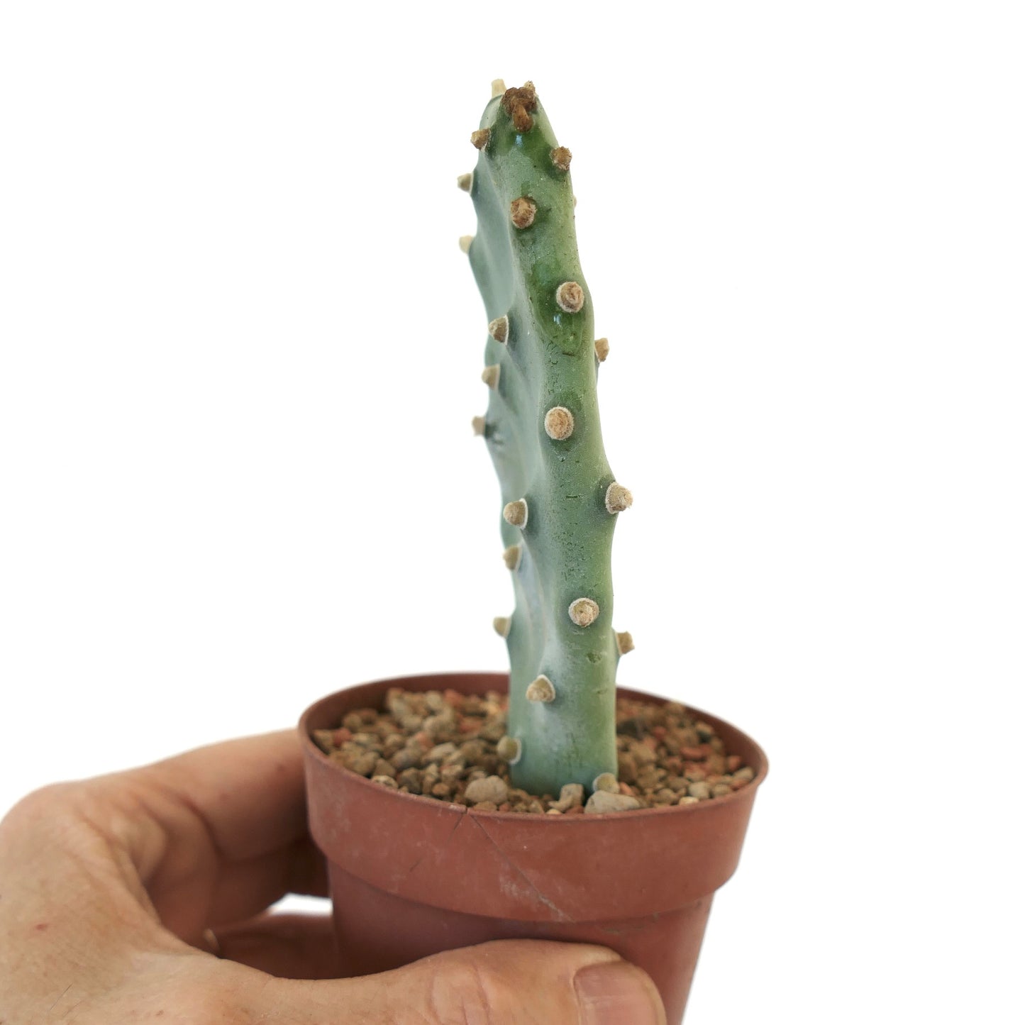 Opuntia sp. "BAKAMI" ex Thailand (unrooted) LZ31