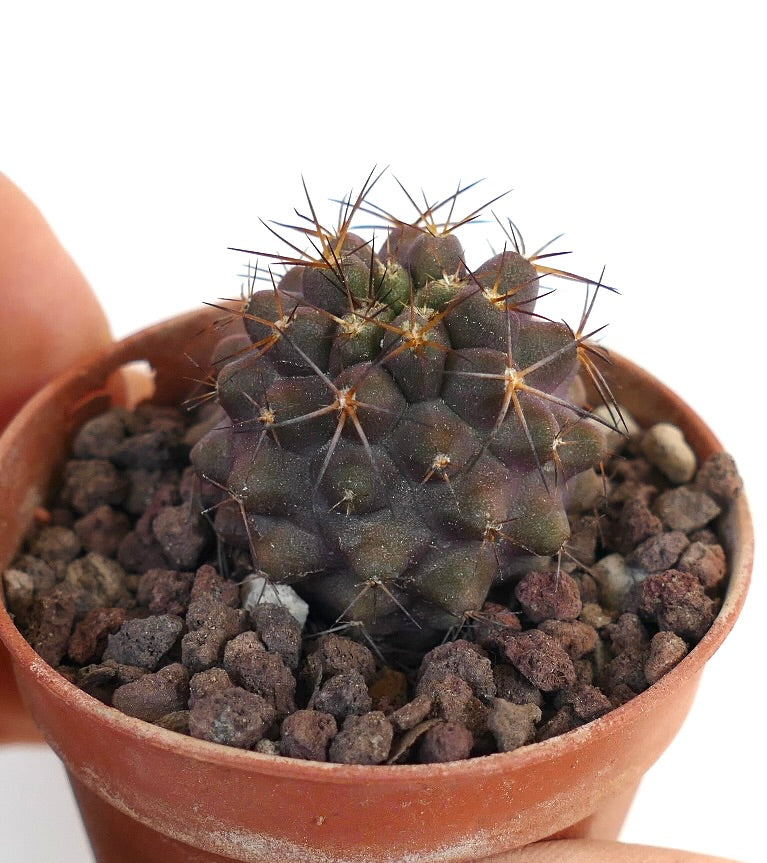 Copiapoa cinerea X haseltoniana ND8