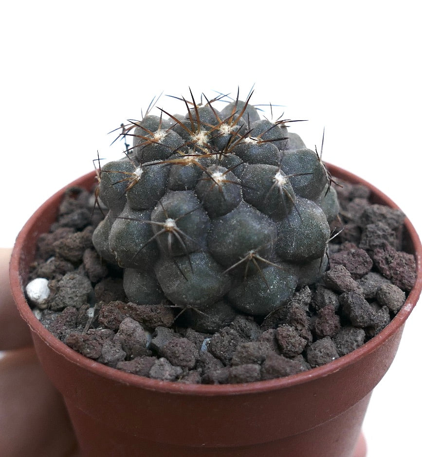 Copiapoa cinerea X Copiapoa serpentisulcata WE334