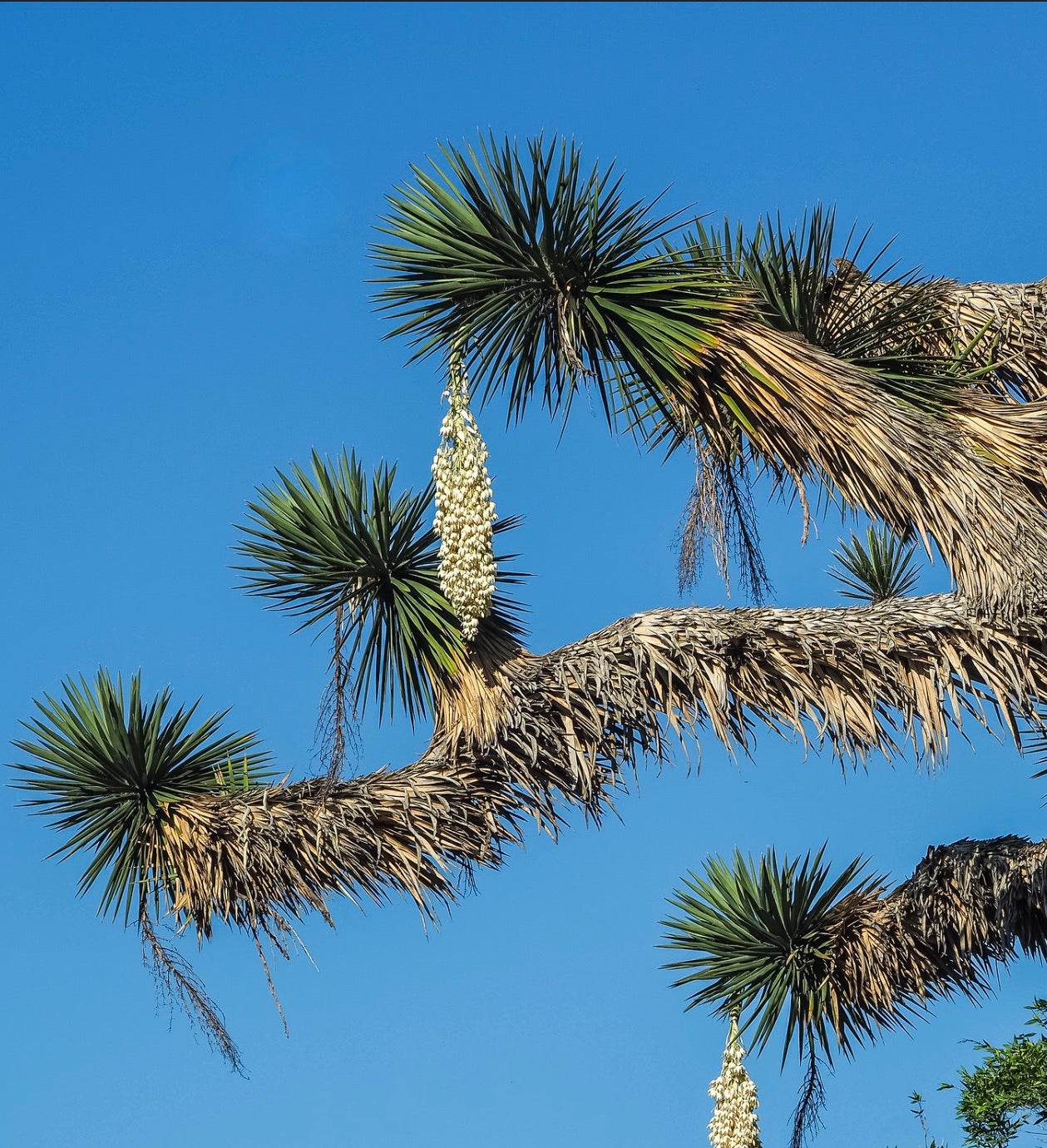 Yucca filifera