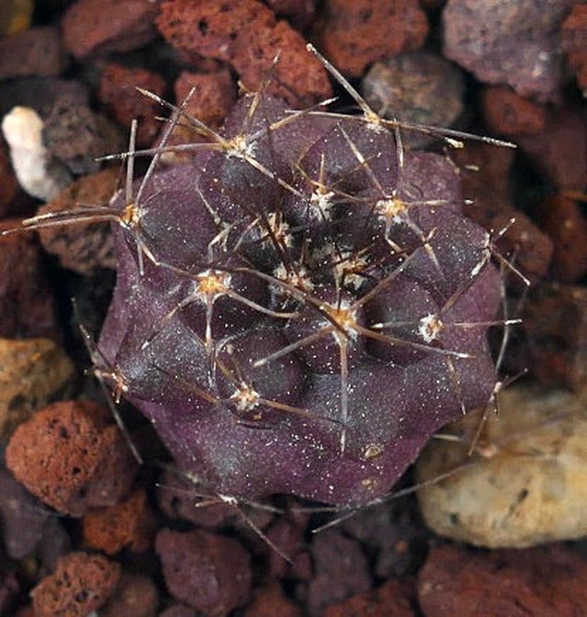 Copiapoa griseoviolacea "SHADOW"