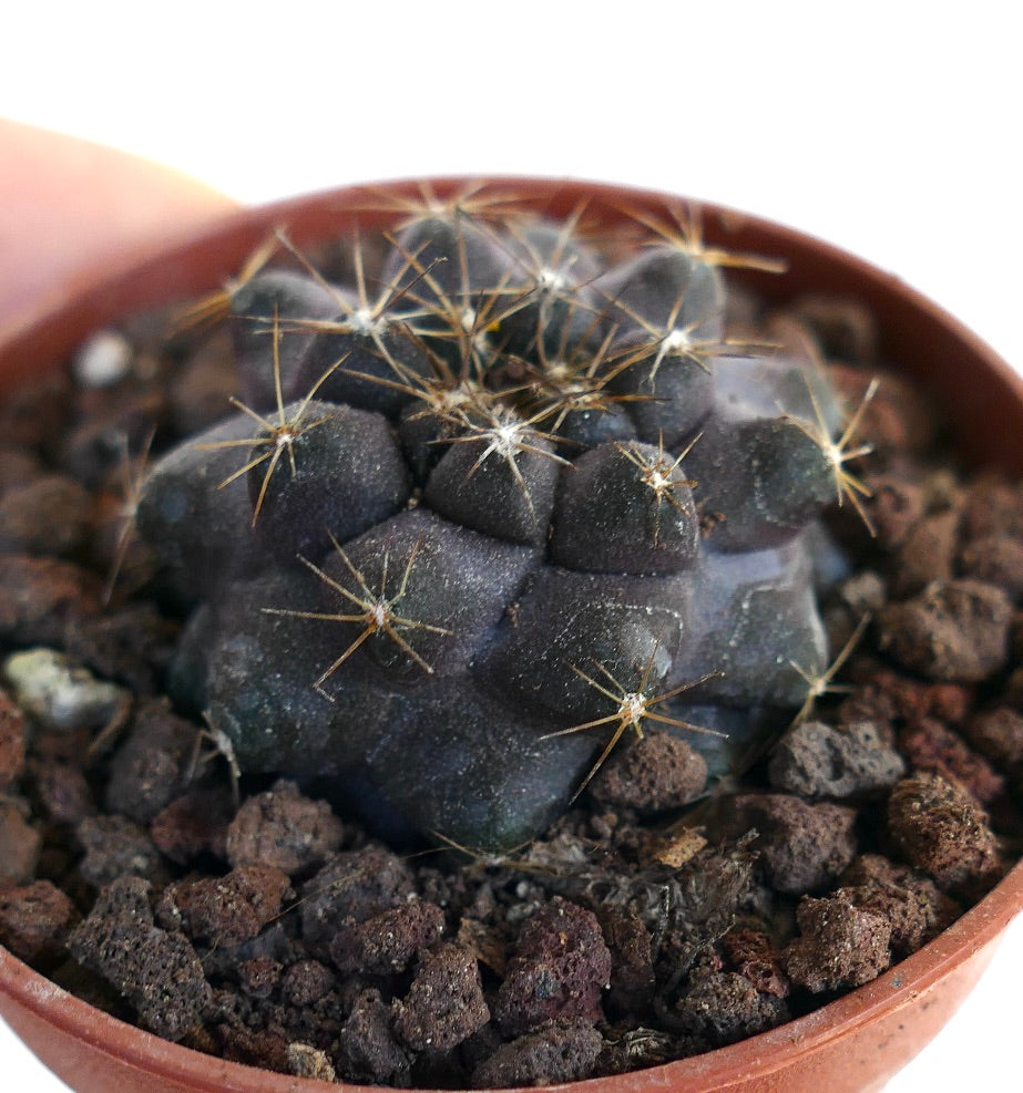 Copiapoa griseoviolacea X serpentisulcata 80SX