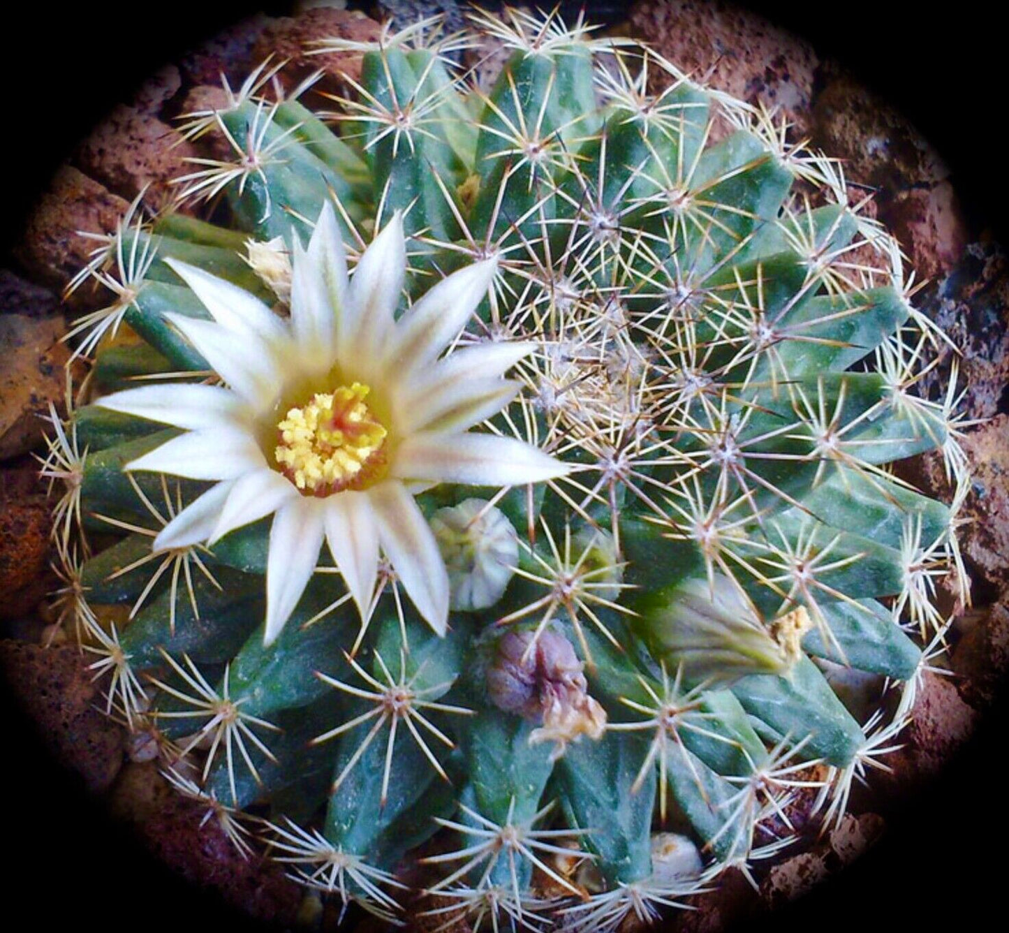 Mammillaria gaumeri SEMI