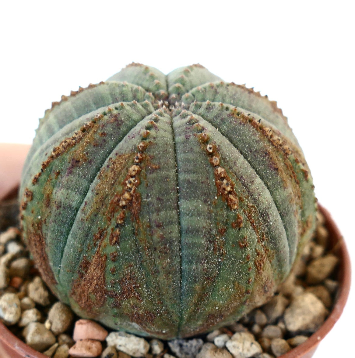 Euphorbia obesa FNZ33