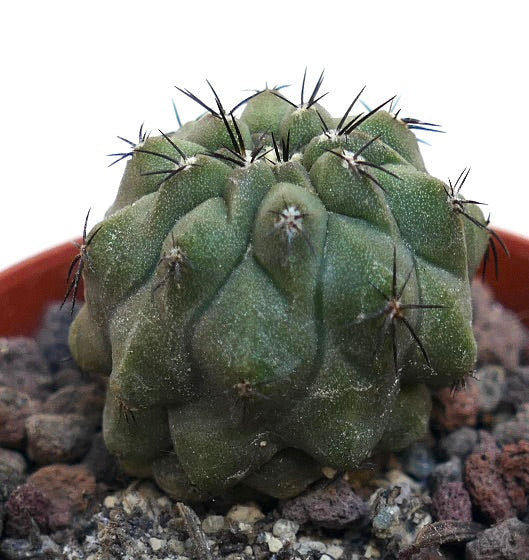 Copiapoa cinerea KIKKO GREEN X Copiapoa hypogaea MP61