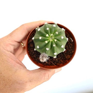 エキノプシス・サブデヌダータ 小さな丸い多肉植物のサボテン 白いアレオーレス付き テラコッタ鉢入り