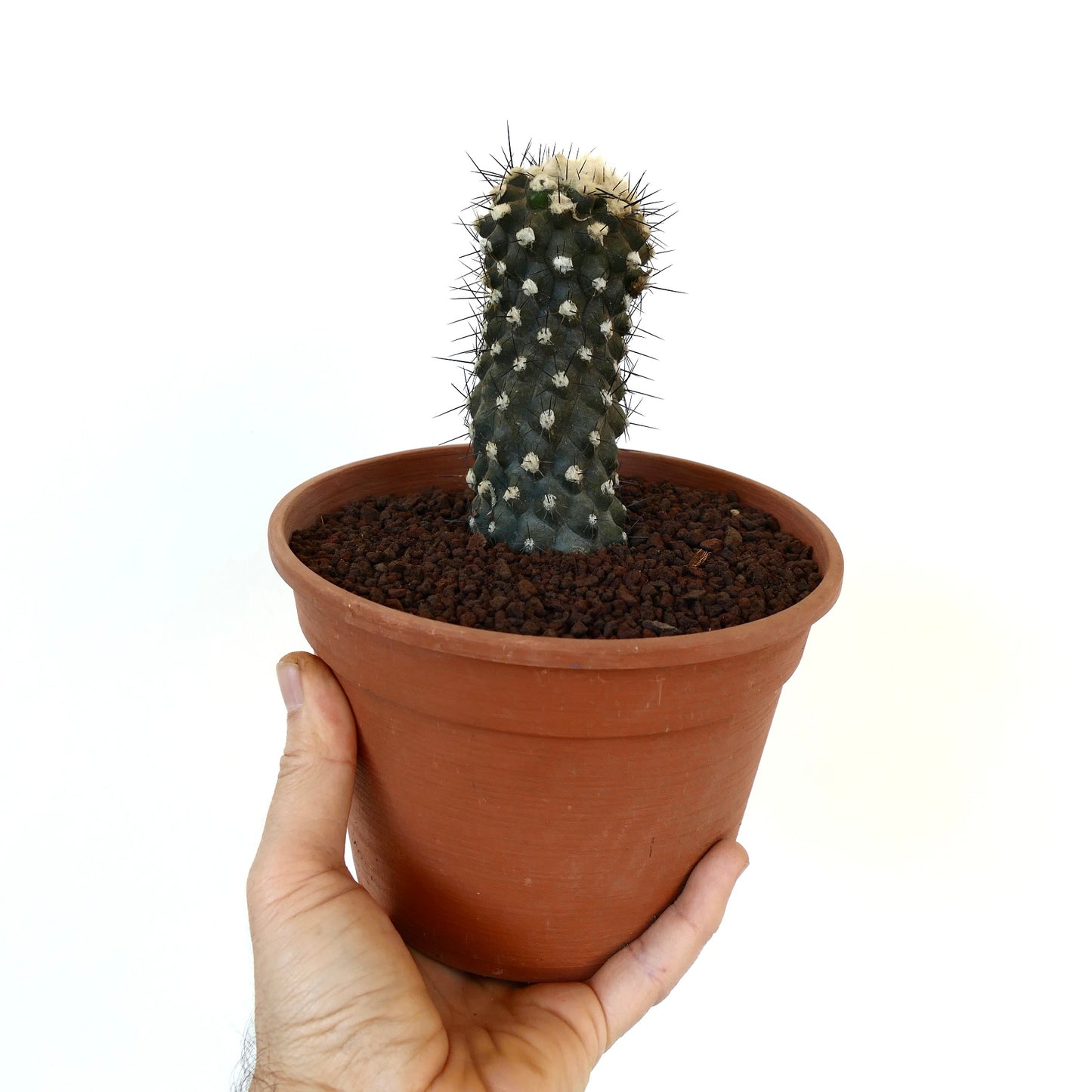 Copiapoa humilis T10