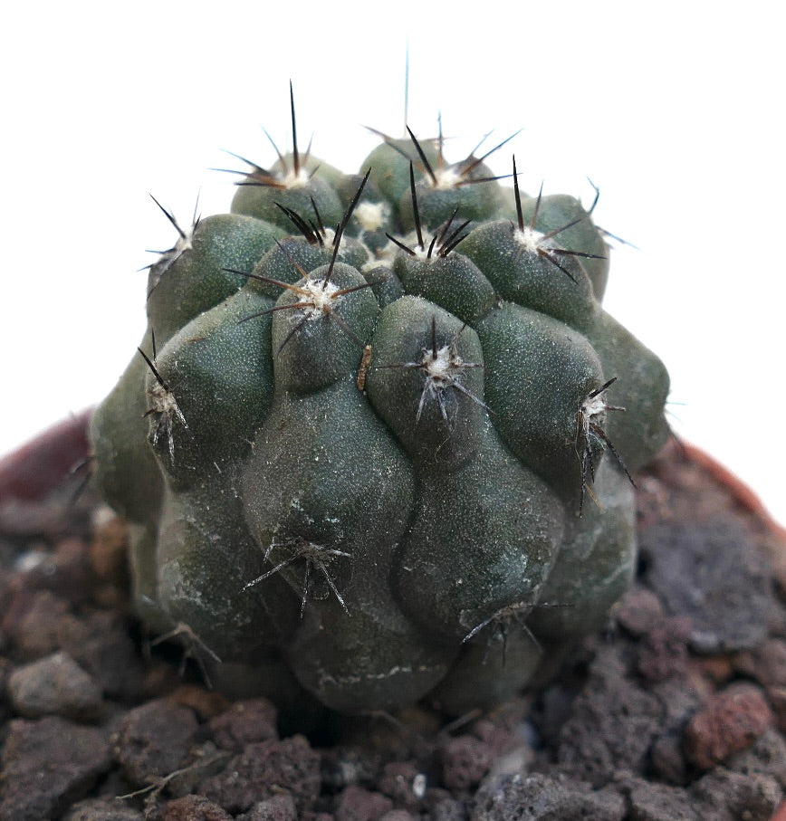 Copiapoa cinerea X humilis MPS10