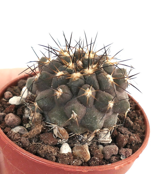 Copiapoa cinerea X dura SF13