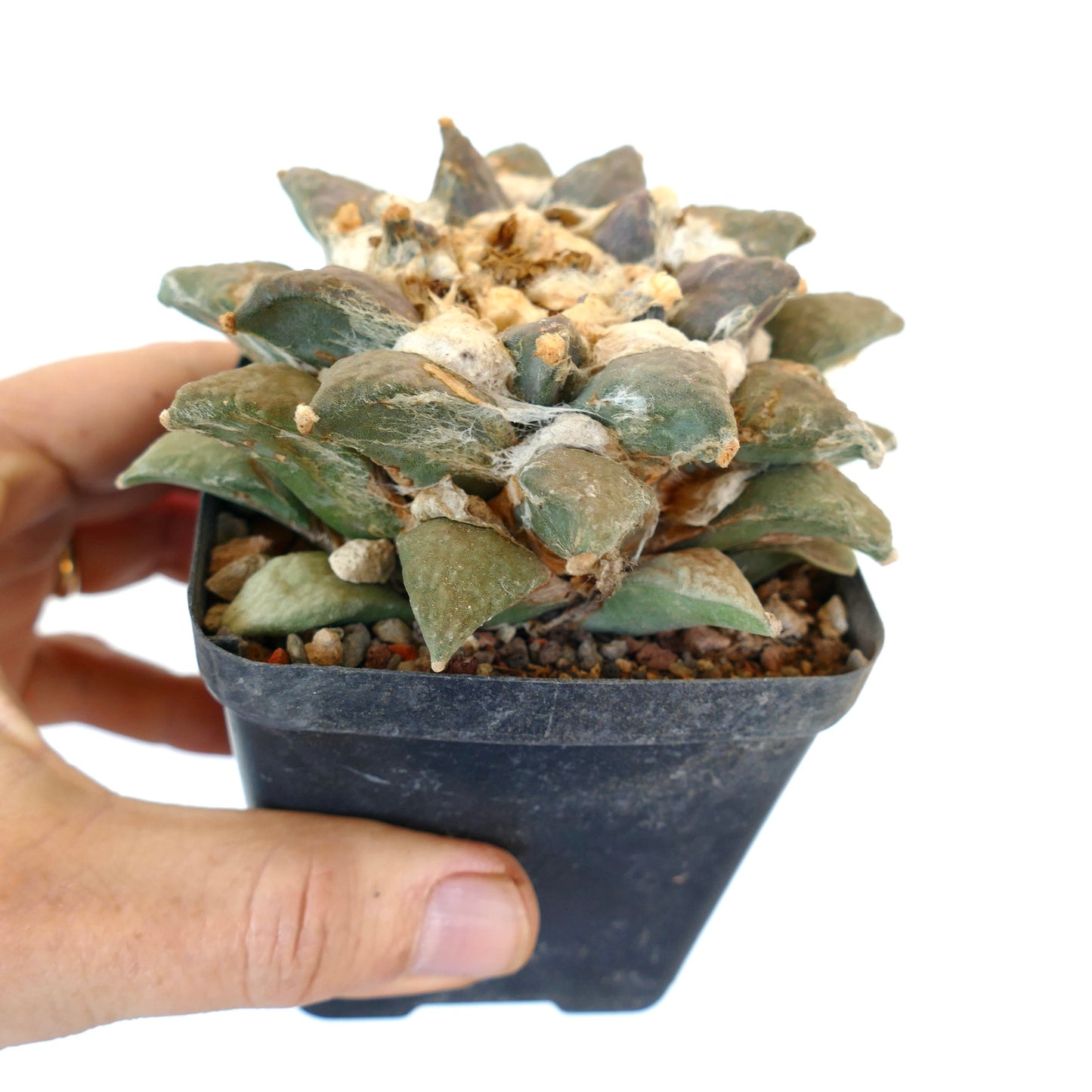 Ariocarpus retusus cv MARUIBO x Ariocarpus furfuraceus R7