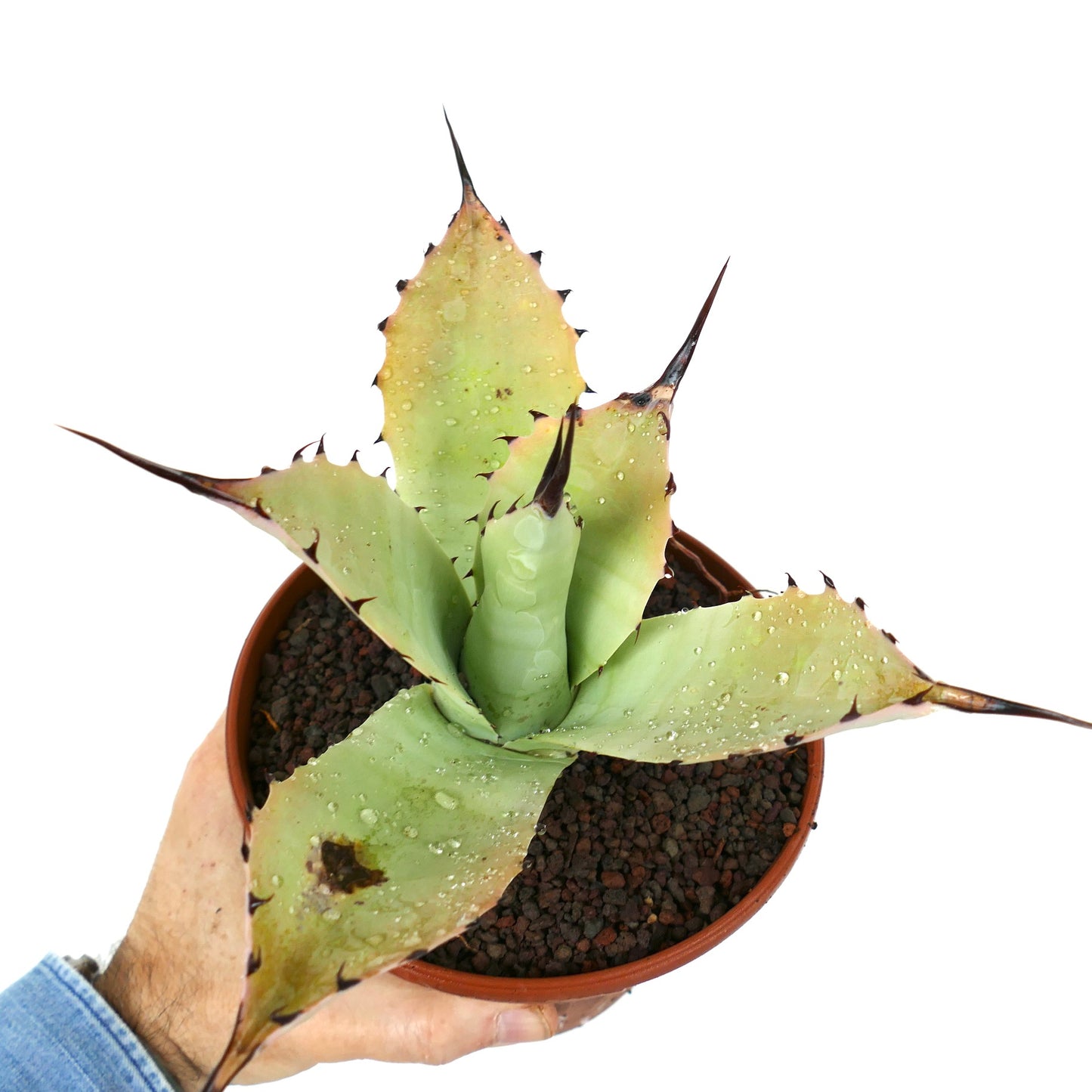 Agave bovicornuta X Agave applanata (Mr Corsi) MM9