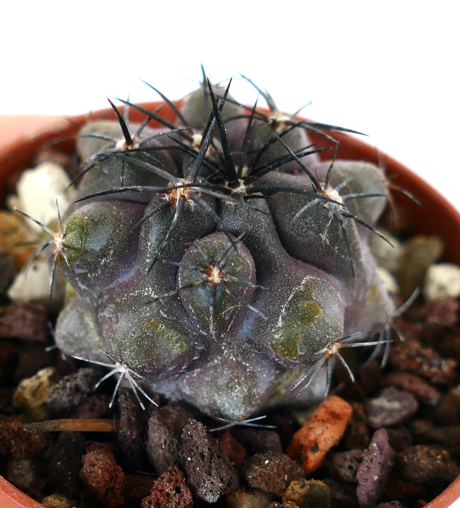 Copiapoa griseoviolacea F5L