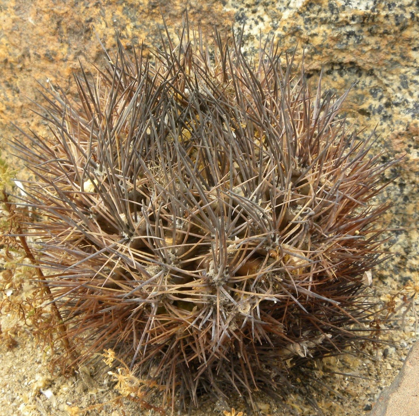 Neochilenia taltalensis SEEDS