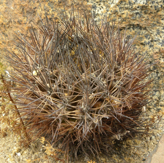 Neochilenia taltalensis SEEDS