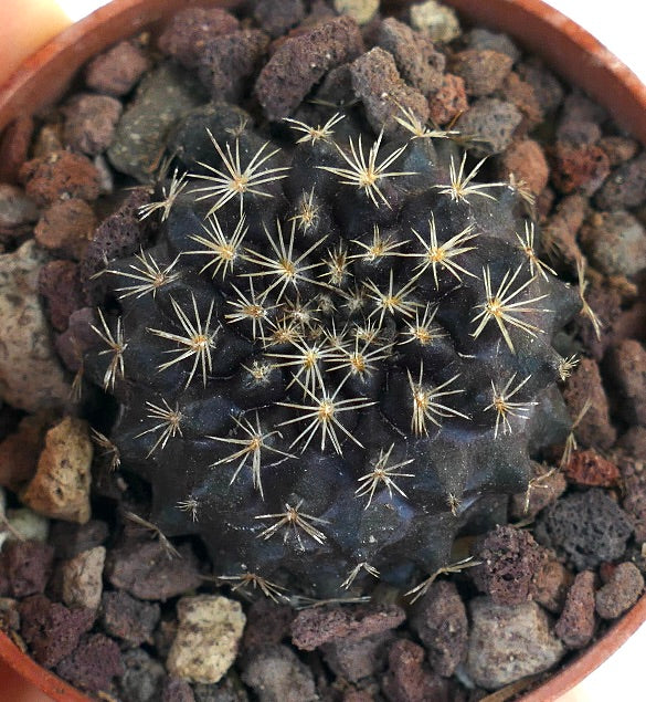 Copiapoa tenuissima ANTOFAGASTA MPF16