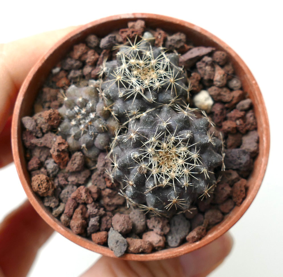 Copiapoa serpentisulcata (3 seedlings) JJ2