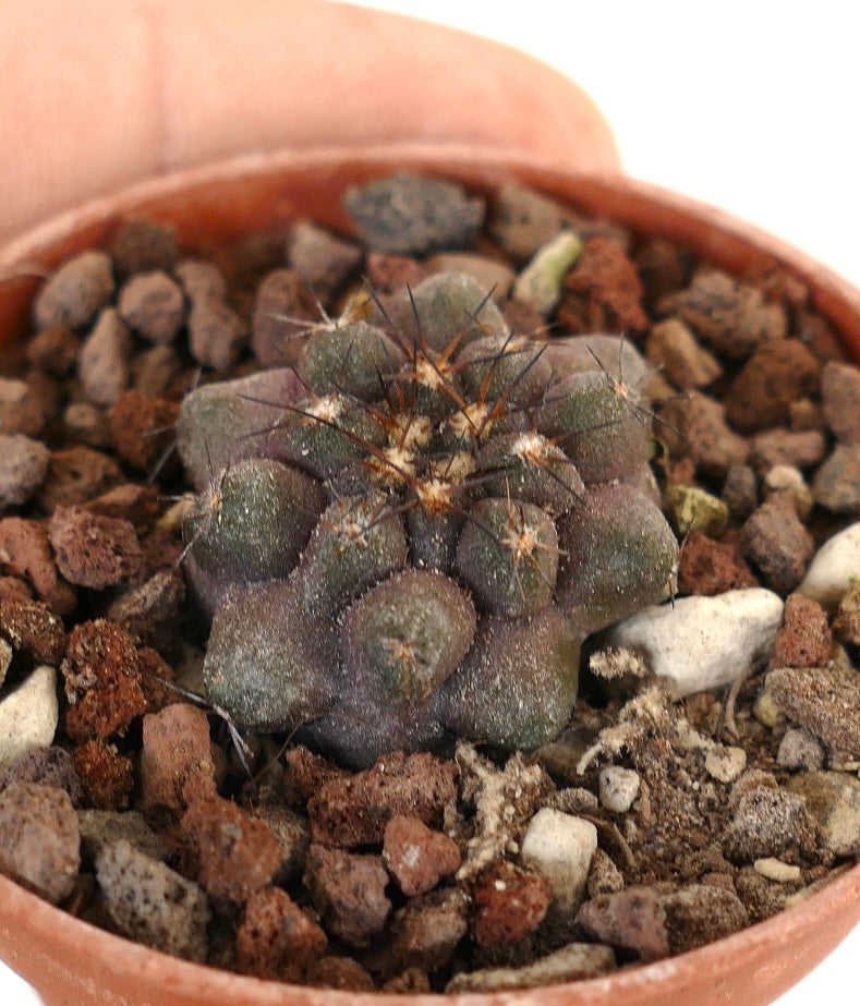 Copiapoa cinerea X humilis 43