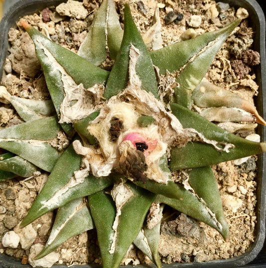 Ariocarpus retusus X kotschoubeyanus MG7 SEEDS