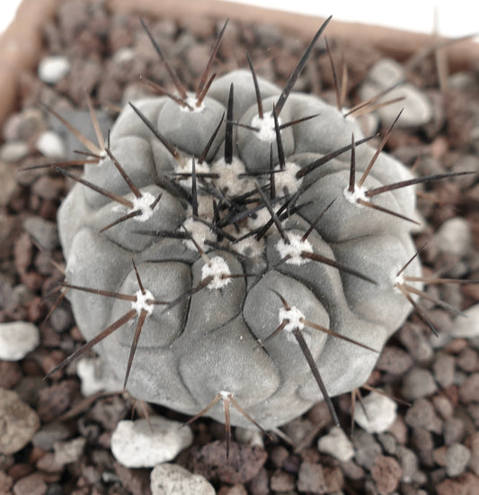 Copiapoa cinerea TALTAL 9E7-1018