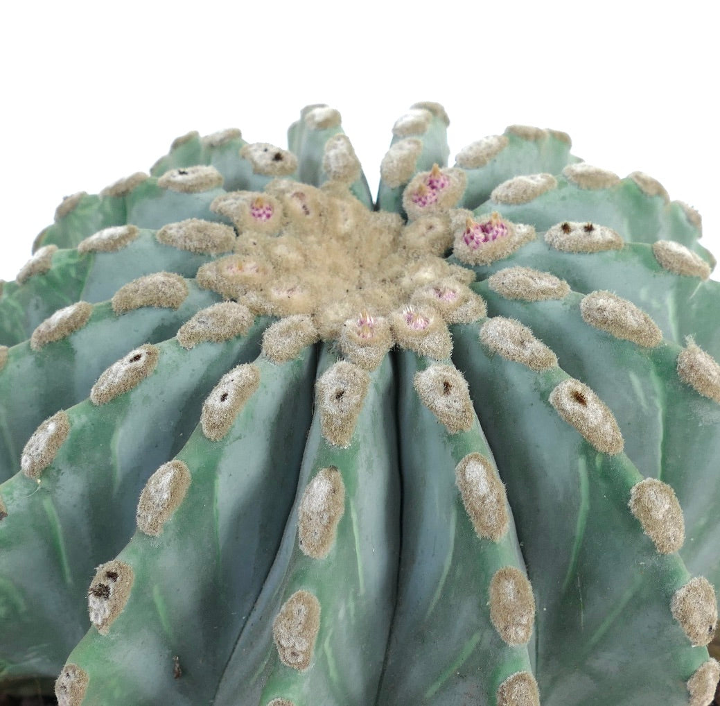 Ferocactus glaucescens var. inermis 271K