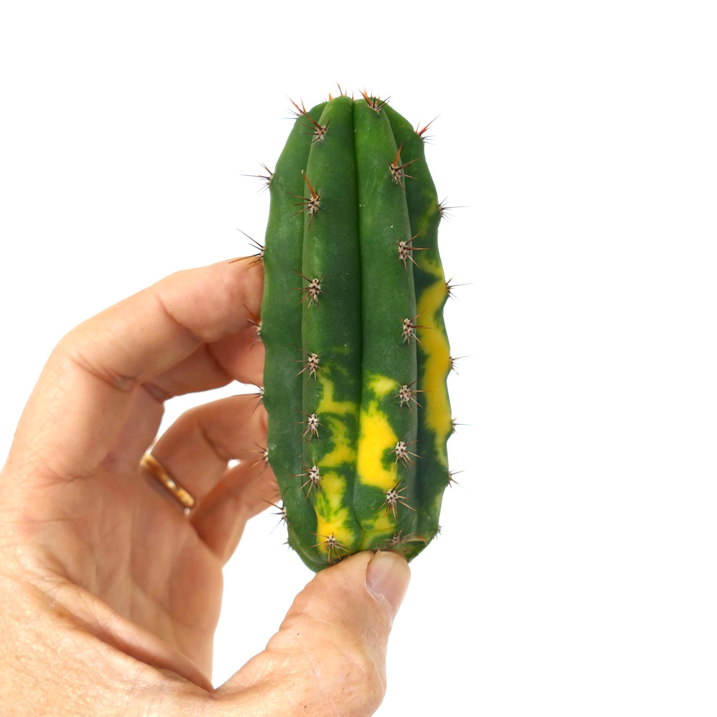 Cereus sp. NORTH of ZACATECAS VARIEGATA CUTTING