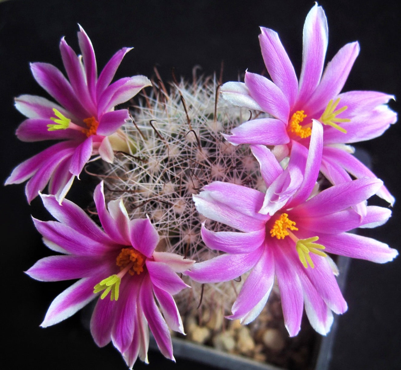 Mammillaria boolii SEMI