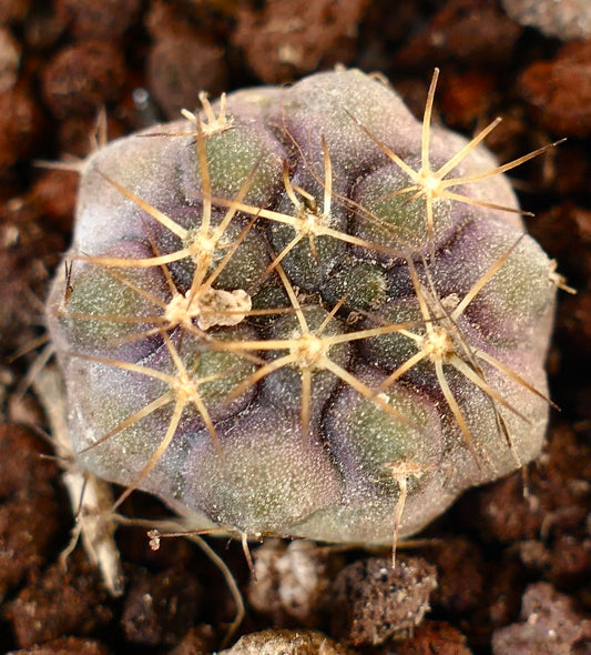 Copiapoa gigantea 13X