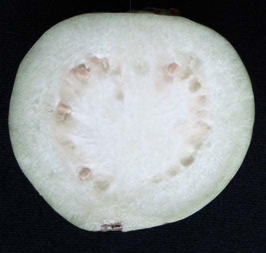Psidium guajava cv SNOW BALL (ex Sparkmann) white fruit 40-60cm