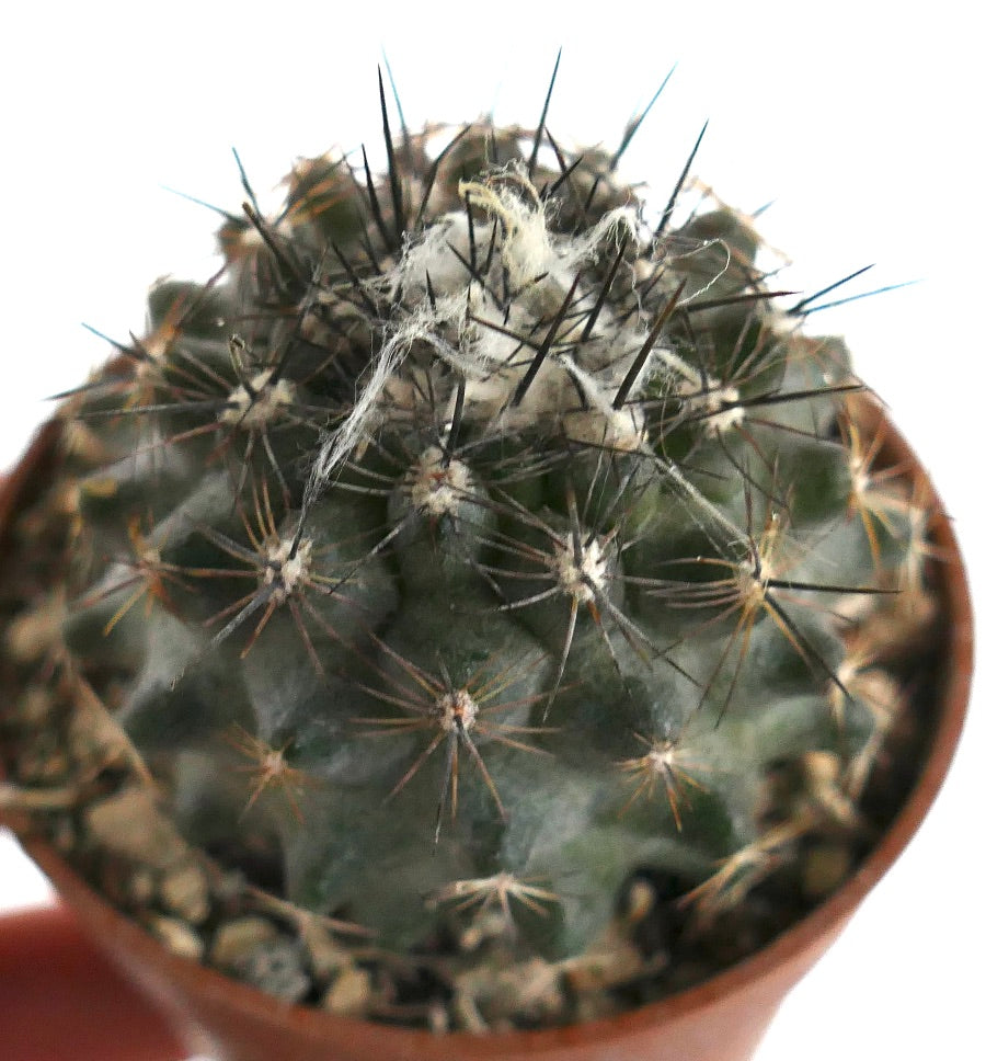 Copiapoa humilis PZ