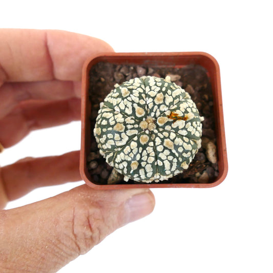 Astrophytum asterias cv SUPERKABUTO YY2