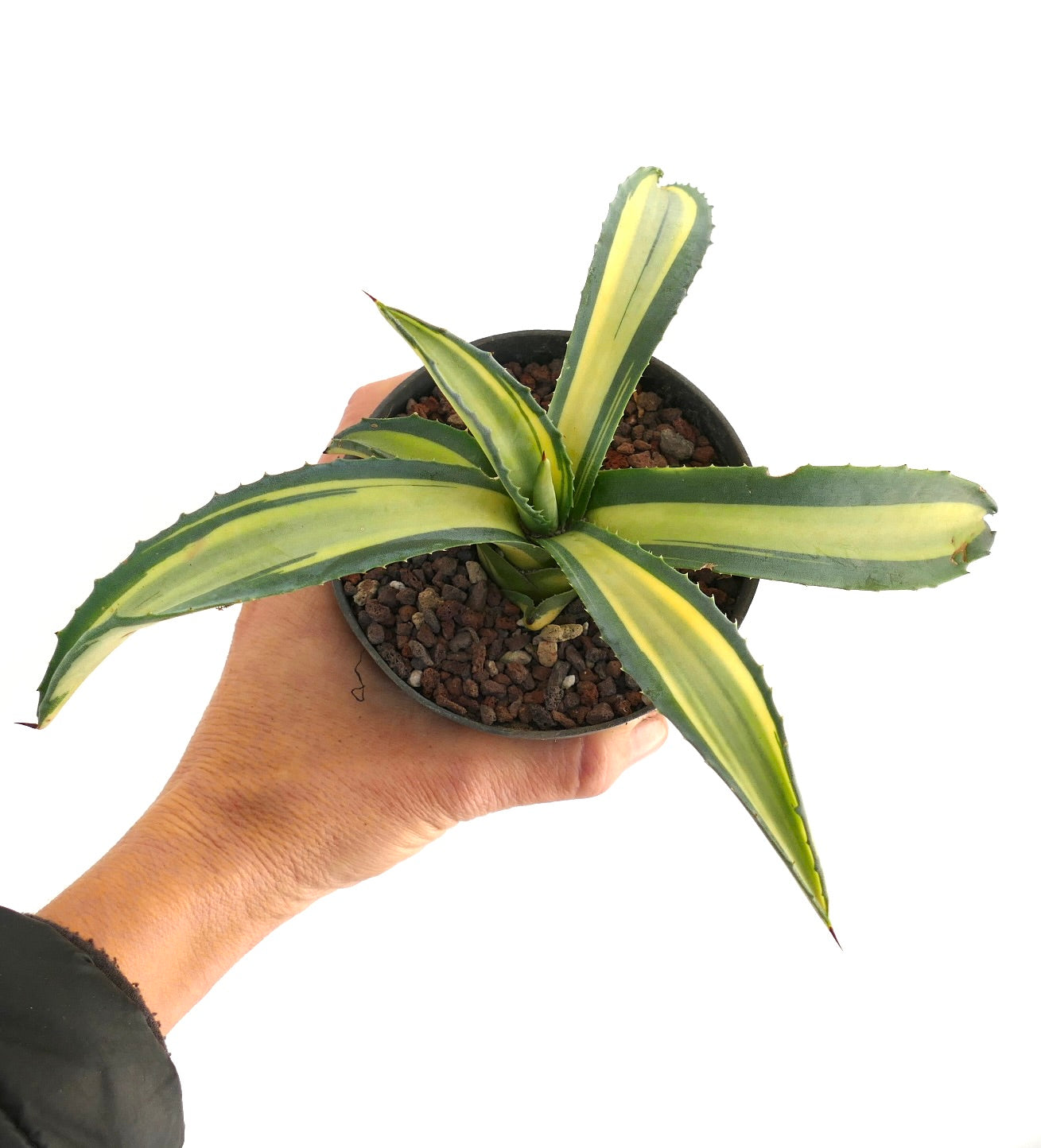 Agave americana MEDIOPICTA YELLOW VARIEGATED A19