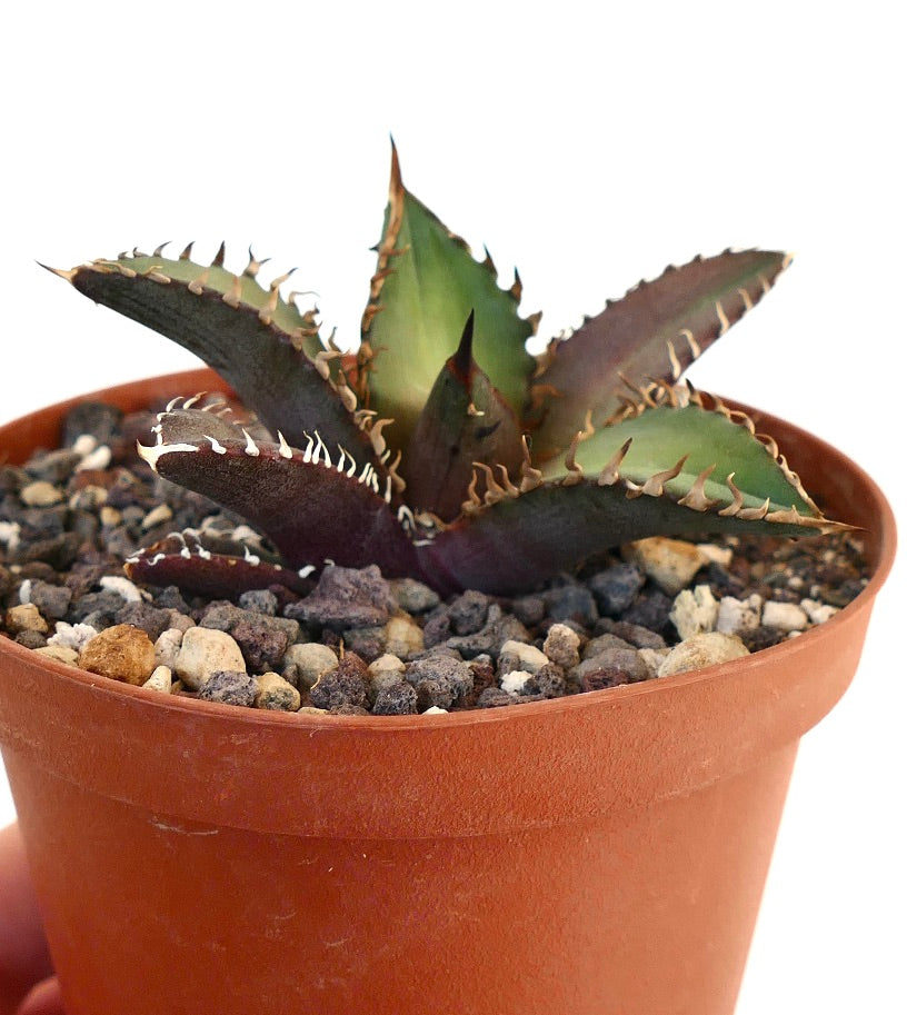 Agave titanota cv SHARK SHOUI 866