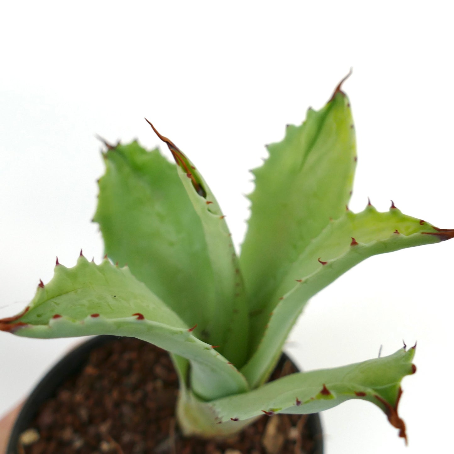 Agave eborispina x marmorata MONSTRUOSUS (Mr. Corsi) HYBRID WR731